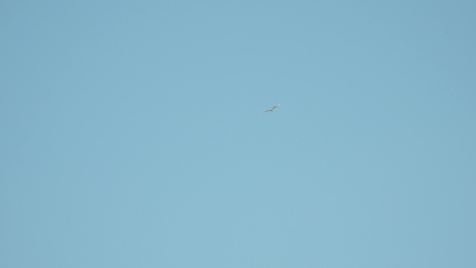 空中飞翔的白鹭湿地白鹭飞过