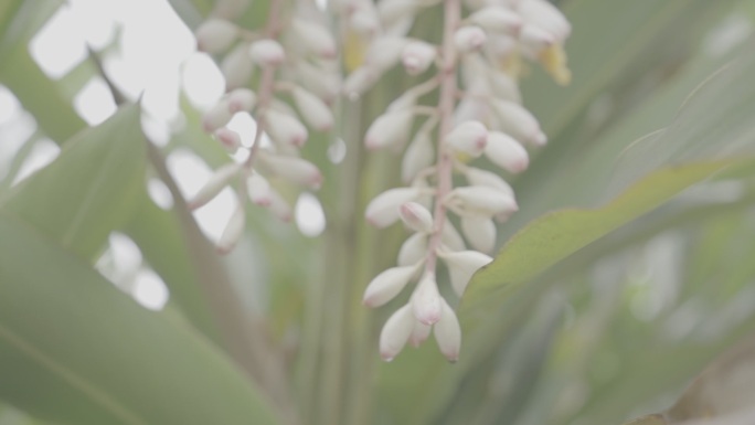 砂仁 沙仁 砂仁种植基地12