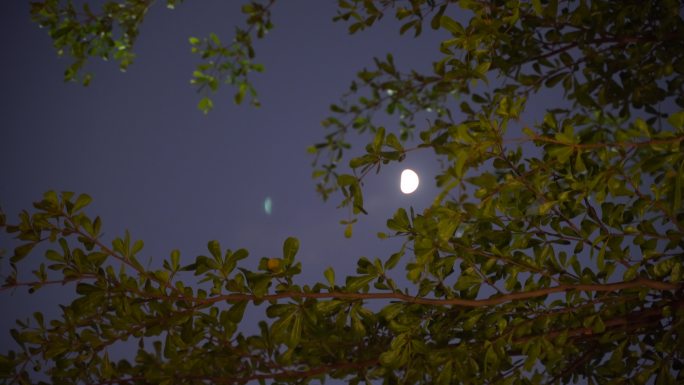 月亮树林弯月树木风吹树叶森林夜空天空黑夜