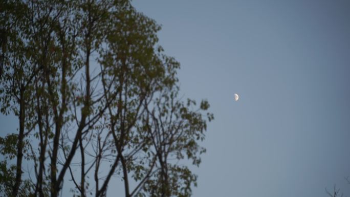 月亮树林弯月树木风吹树叶森林夜空天空黑夜