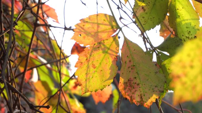 秋叶合集红叶黄叶绿叶秋天的颜色空镜头