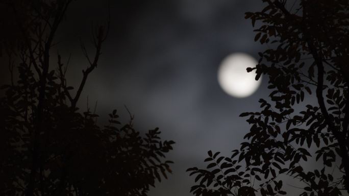 夜深人静，月亮，伤感夜晚，月色，月上树梢