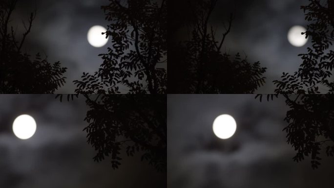 夜深人静，月亮，伤感夜晚，月色，月上树梢
