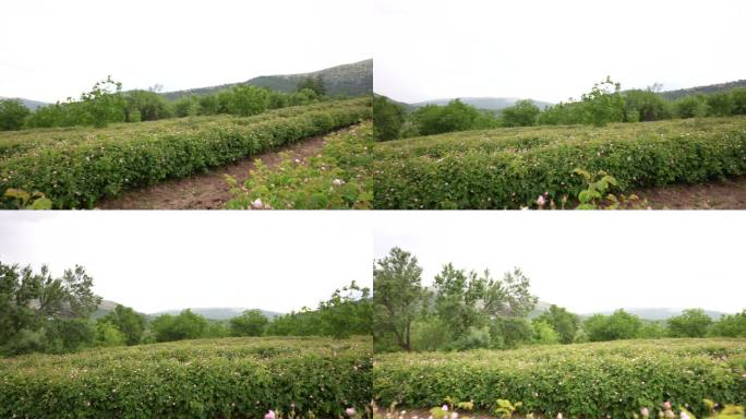 土耳其伊斯帕塔一片农田里的一排排玫瑰