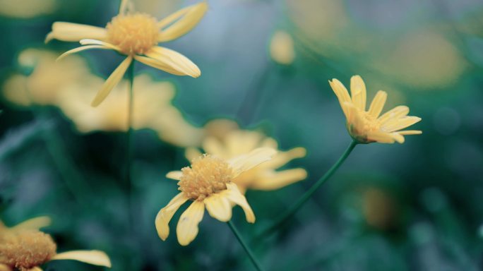 【4K】唯美菊花黄色雏菊淡紫色花朵