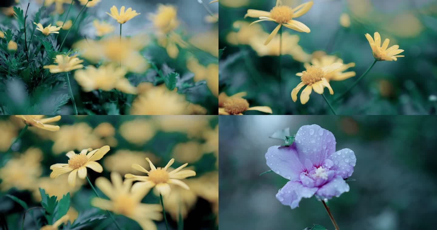 【4K】唯美菊花黄色雏菊淡紫色花朵