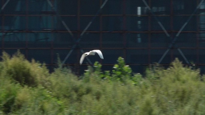 空中飞翔的白鹭湿地白鹭飞过