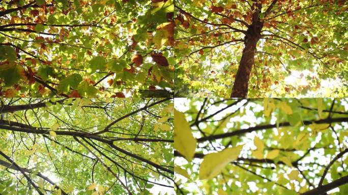秋天树叶慢慢变黄空镜头多角度记录