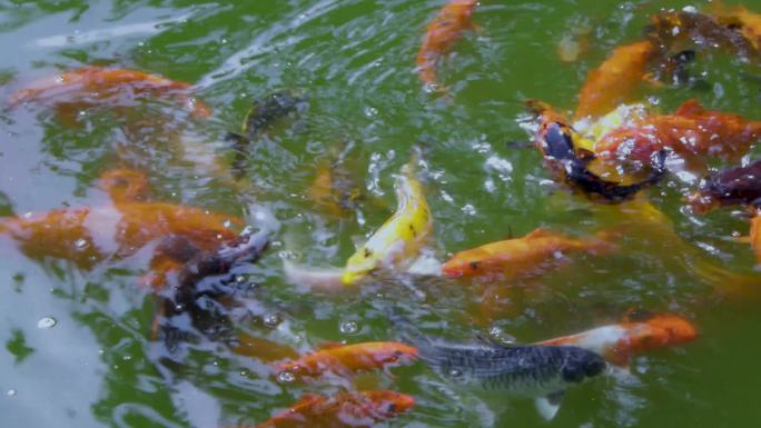 4K池塘——观赏鱼  金鱼