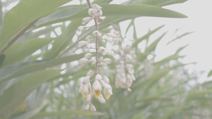 砂仁 沙仁 砂仁种植基地07