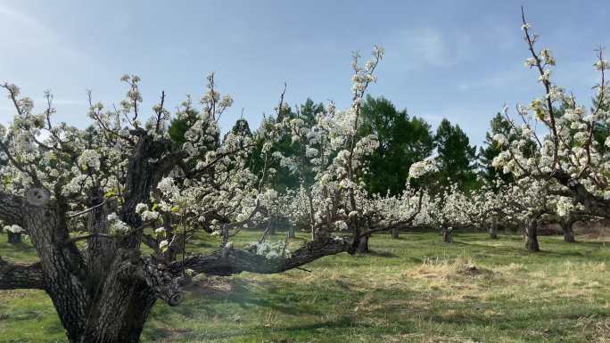 春天的苹果梨园春天开花苹果梨园果树园