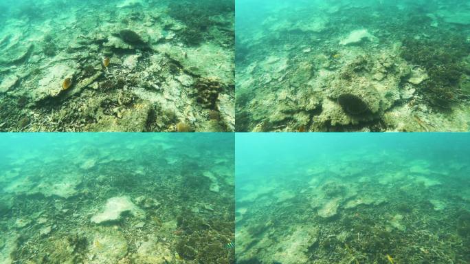 退化的珊瑚礁、死亡珊瑚礁