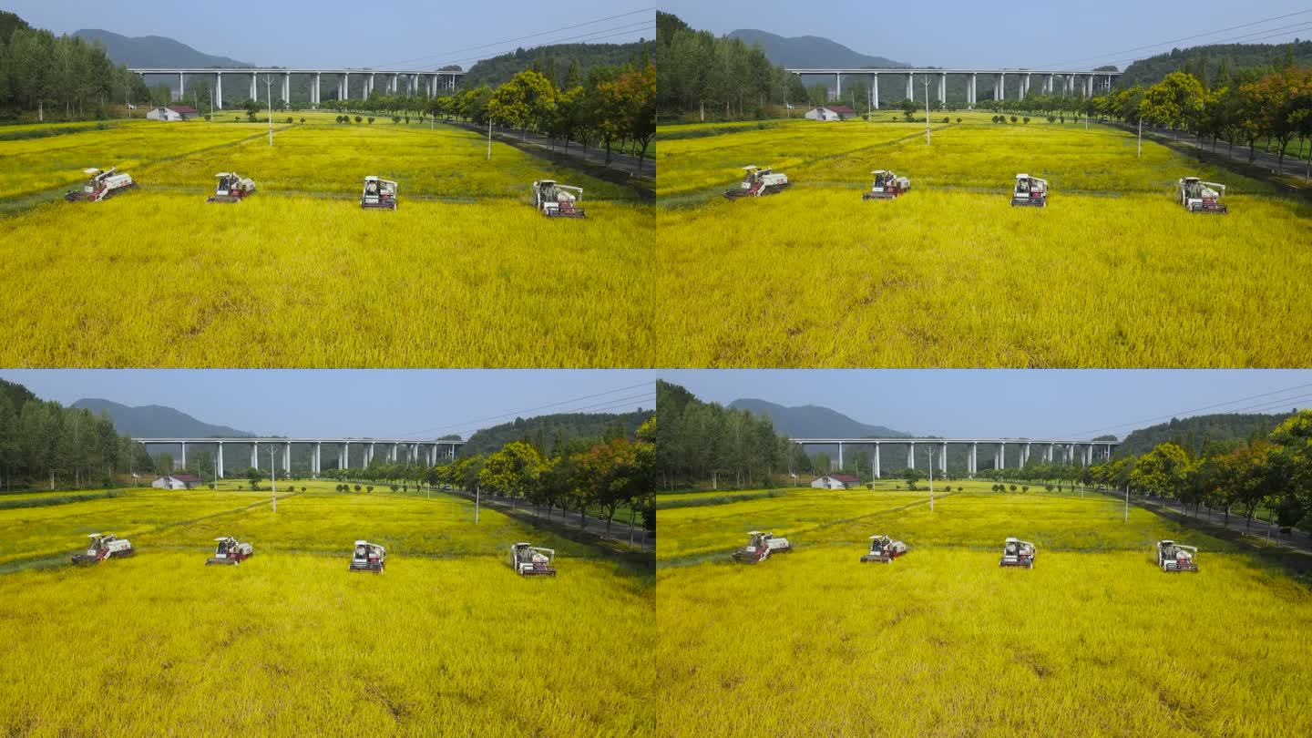 丰收季节机械水稻收割大景航拍