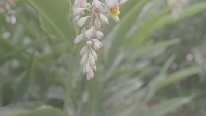 砂仁 沙仁 砂仁种植基地01