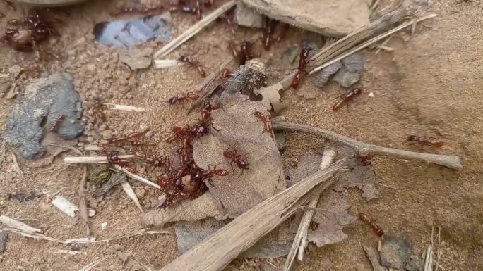 一群红蚂蚁正在搬运食物