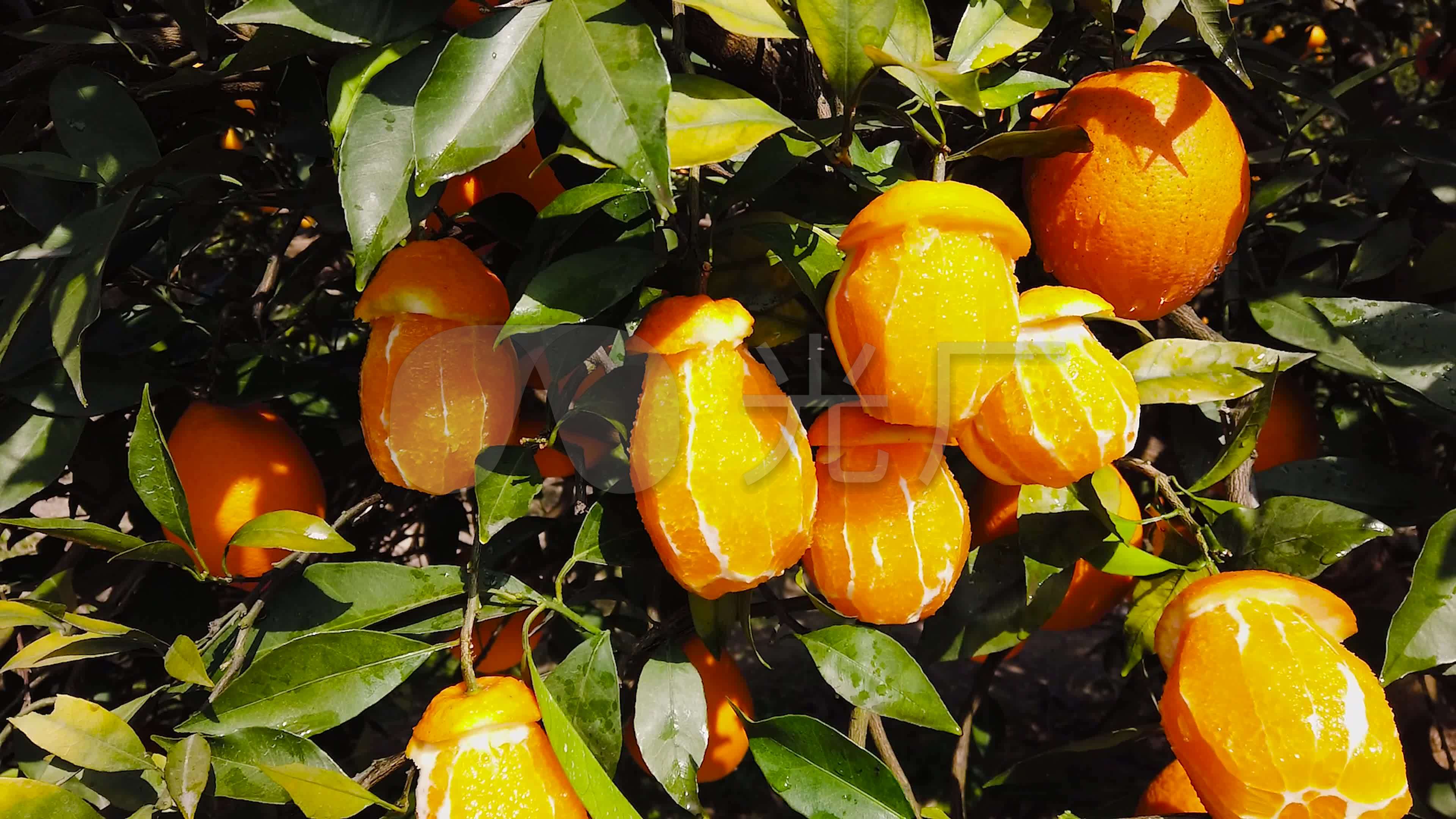 橙子摄影图__水果_生物世界_摄影图库_昵图网nipic.com