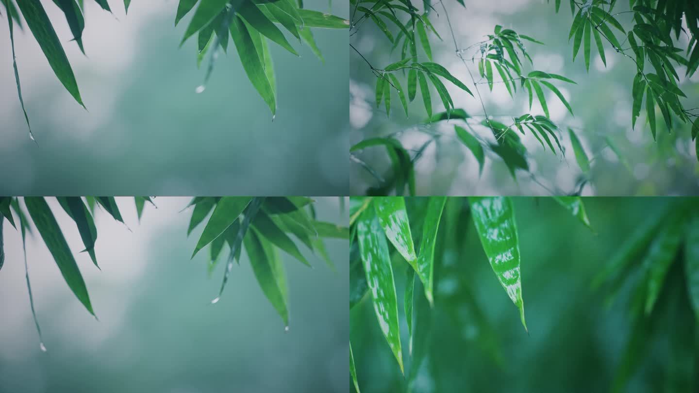 4K唯美梦幻雨中的竹子
