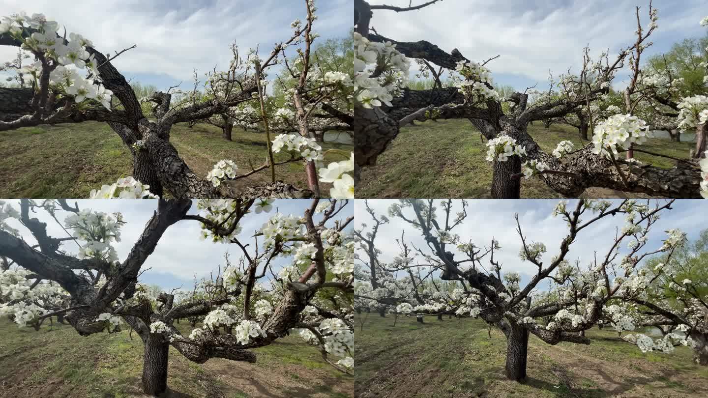 春天的苹果梨园春天开花苹果梨园果树园