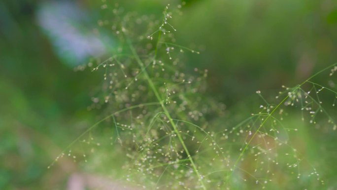 小草露珠