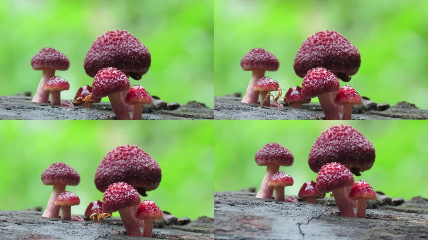 旧原木上的蘑菇毒蘑菇