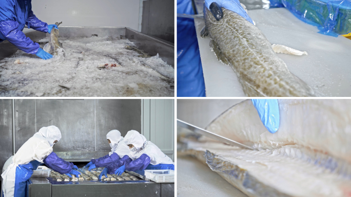 食品生产养殖鱼工厂鱼生产车间海鲜加工