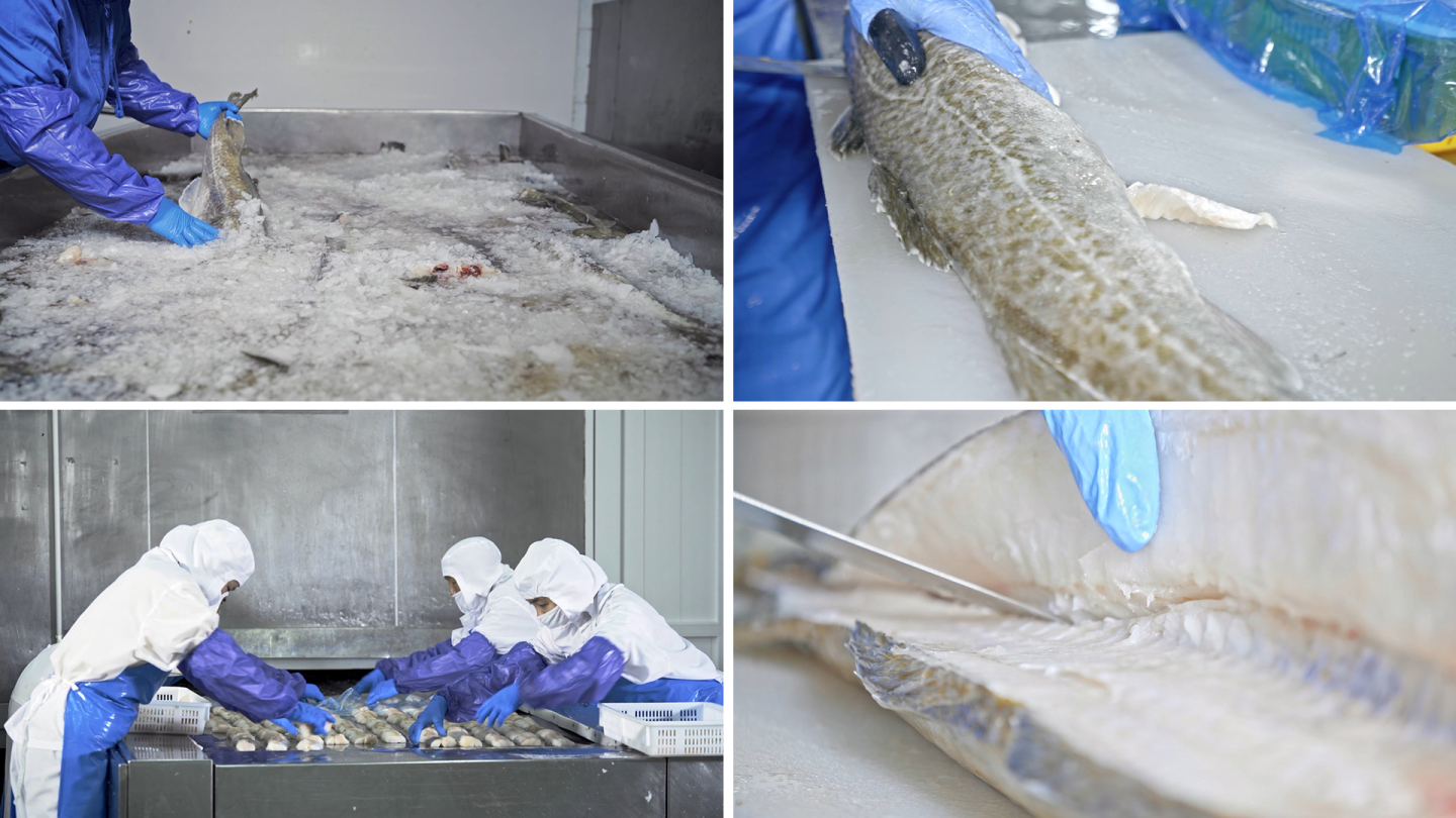 食品生产养殖鱼工厂鱼生产车间海鲜加工