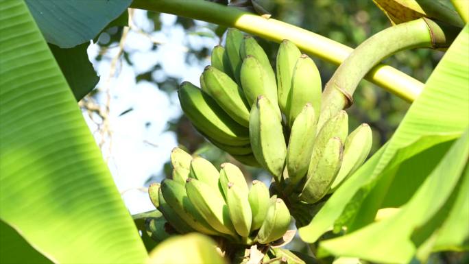 实拍农村种植的香蕉