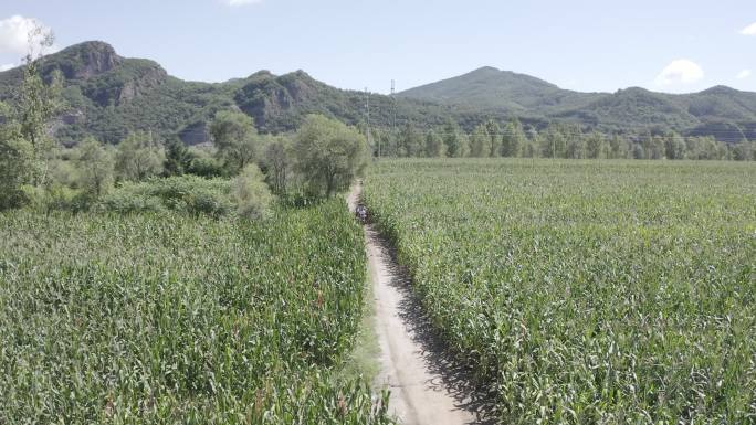 稻田 农地 航拍 农民 秋收 土地