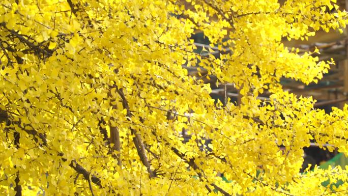 西安观音禅寺银杏落叶观赏景区