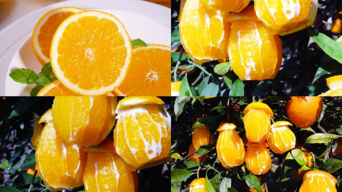 橙子种植