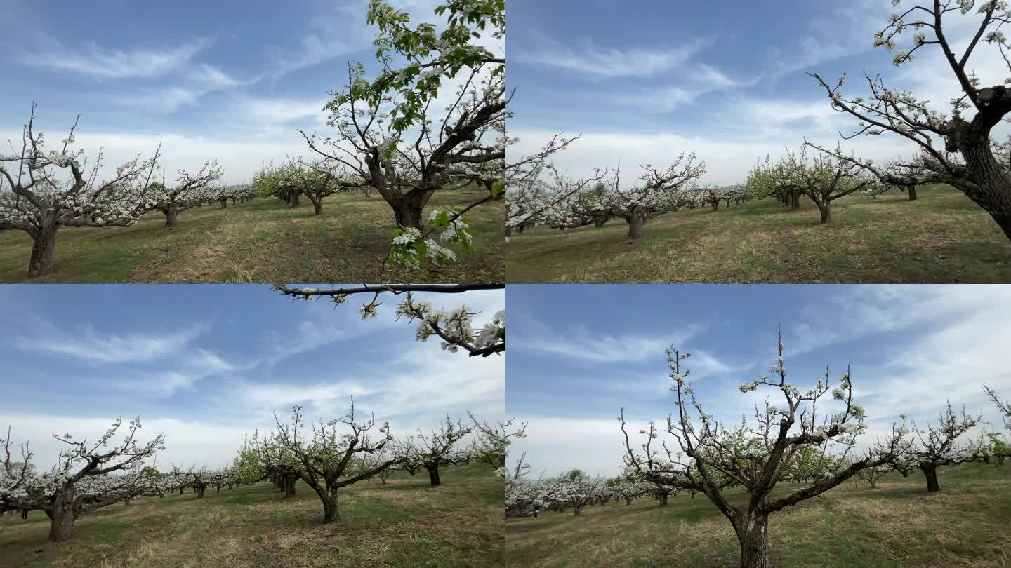 春天的苹果梨园种植农业乡村振兴水果蔬菜丰