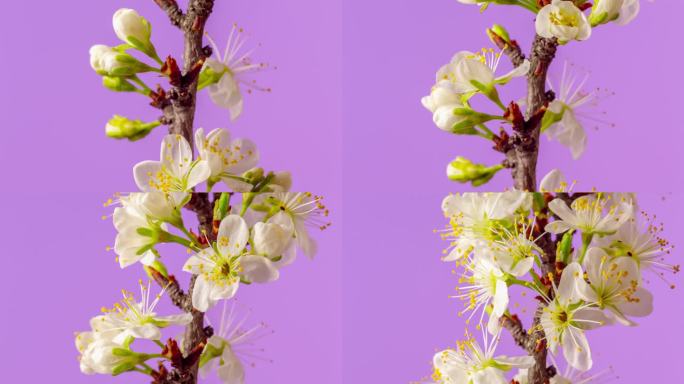 4k时间跨度的梅花在粉红色的背景上绽放和生长。樱花开的白色小花。摄像机上下移动，摄像机线性移动。时间