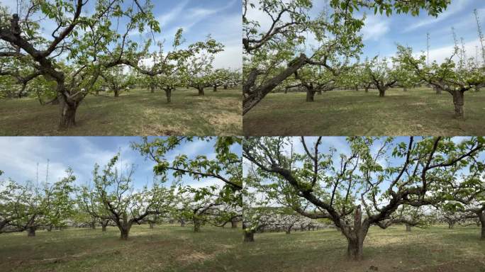 春天的苹果梨园种植农业乡村振兴水果蔬菜丰