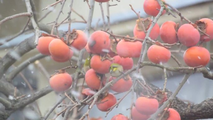 雪中吃柿子的绣眼鸟