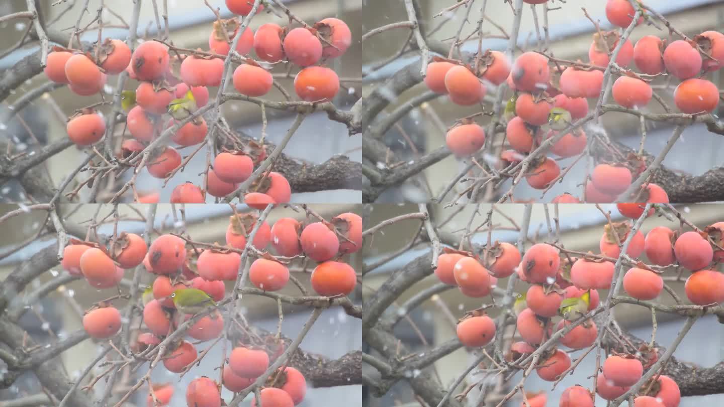 雪中吃柿子的绣眼鸟
