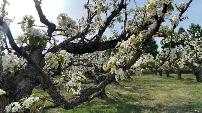 春天的苹果梨园春天开花苹果梨园果树园