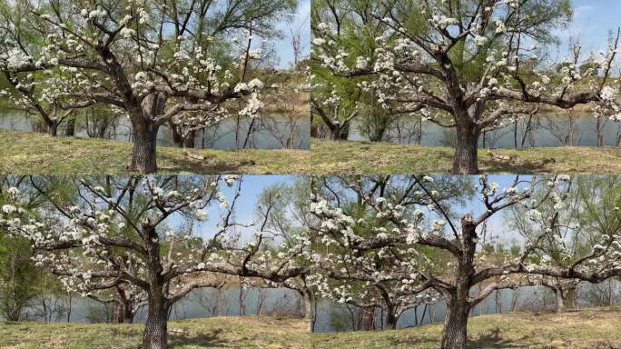 春天的苹果梨园梨花独树一颗独树