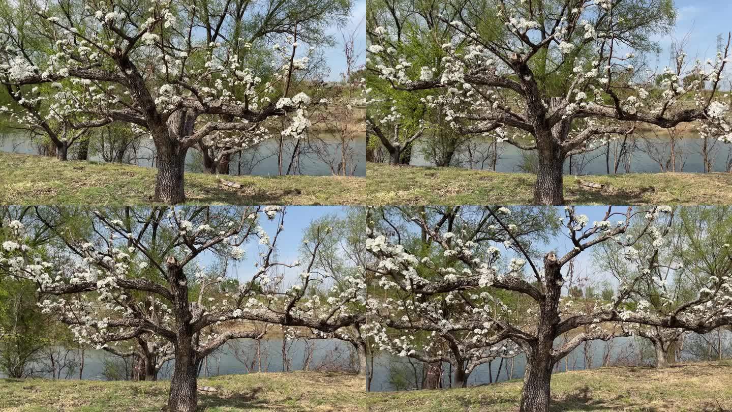 春天的苹果梨园梨花独树一颗独树