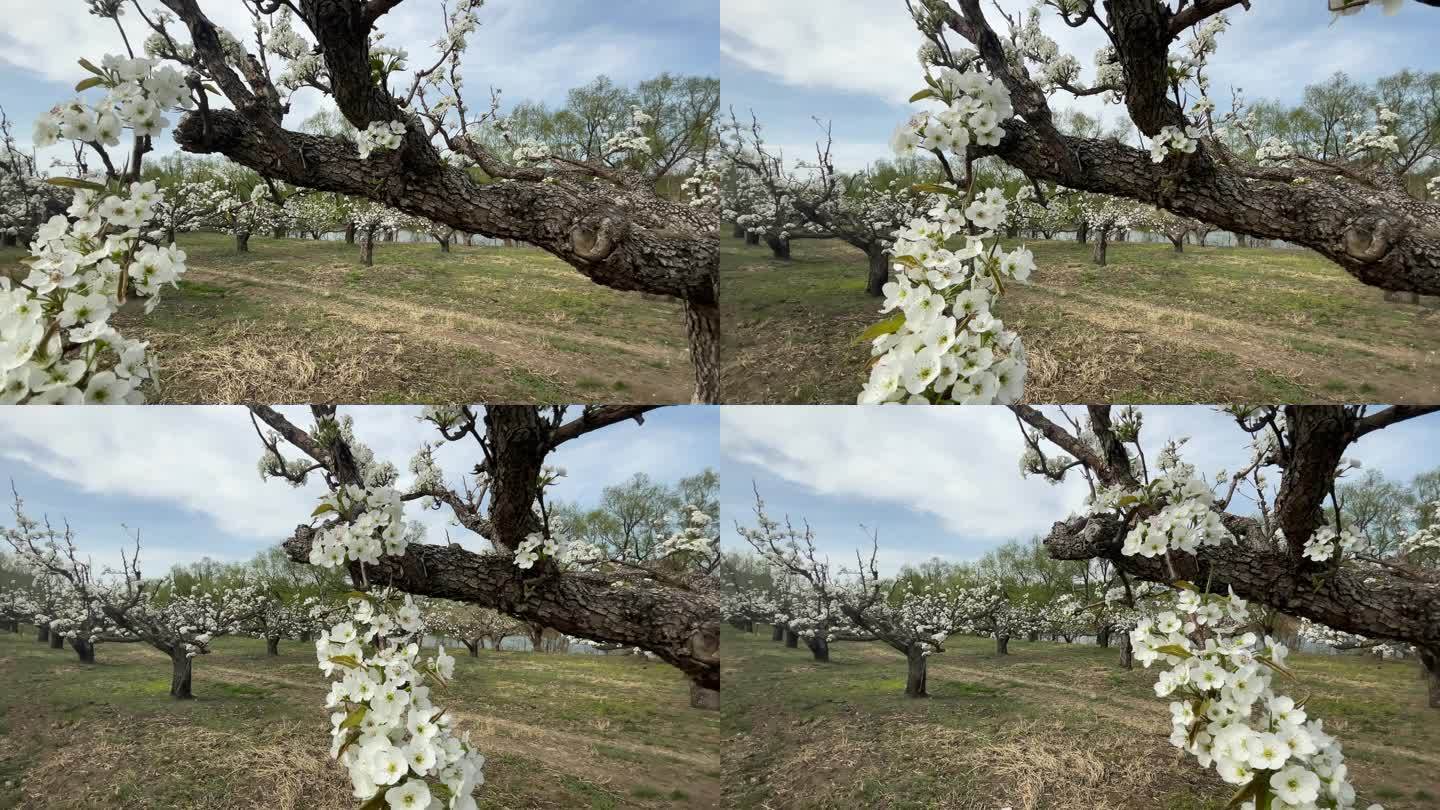 春天的苹果梨园红苹果苹果树苹果园桃树桃园