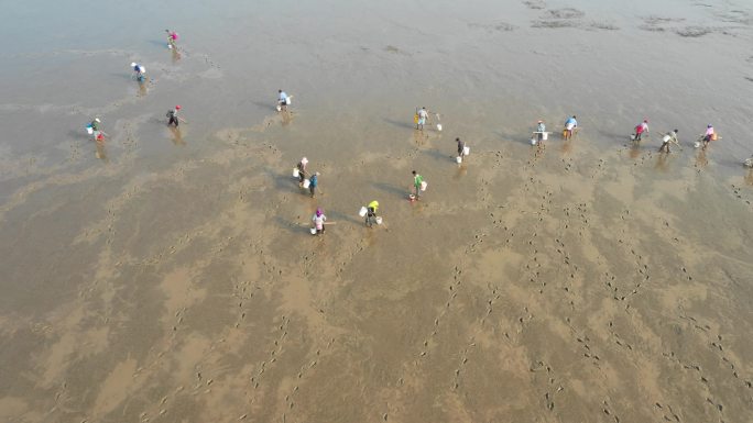 赶海捡贝壳