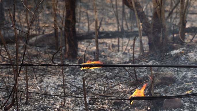 高速公路附近的森林火灾（野火）仍在燃烧，烟雾弥漫，空气污染，通信电缆受损