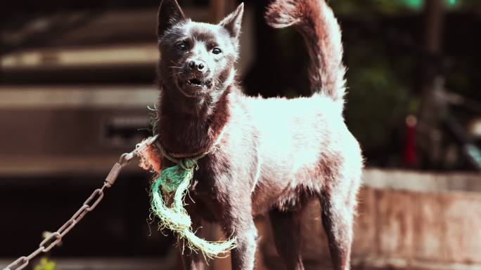 院子里的家犬狗绳遛狗狗子