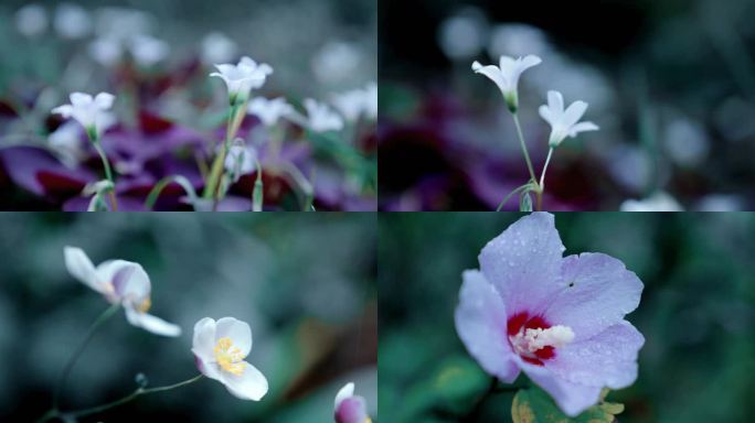 【4K】唯美喇叭花洁白花卉淡紫色花蕊