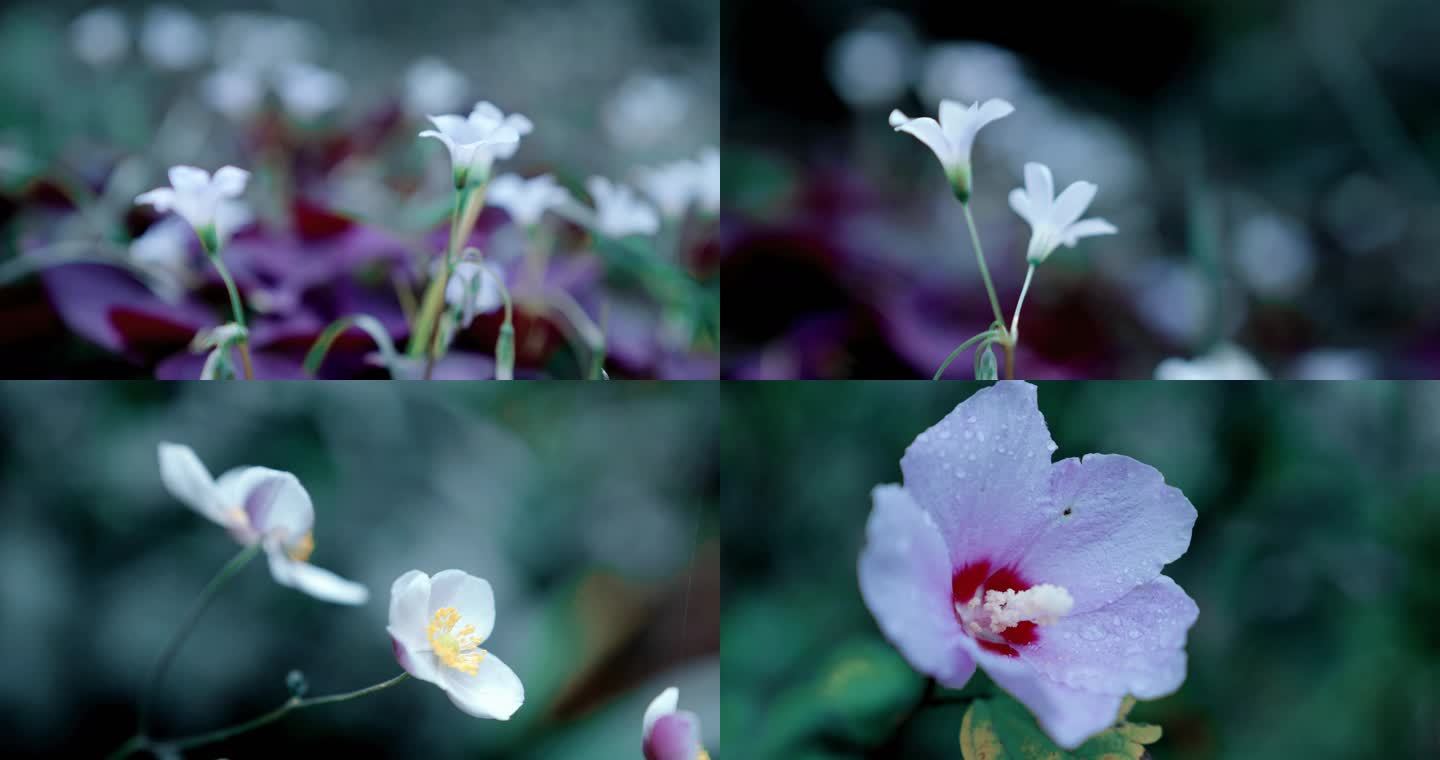 【4K】唯美喇叭花洁白花卉淡紫色花蕊