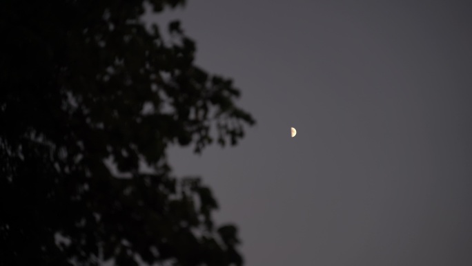 月亮树林弯月树木风吹树叶森林夜空天空黑夜