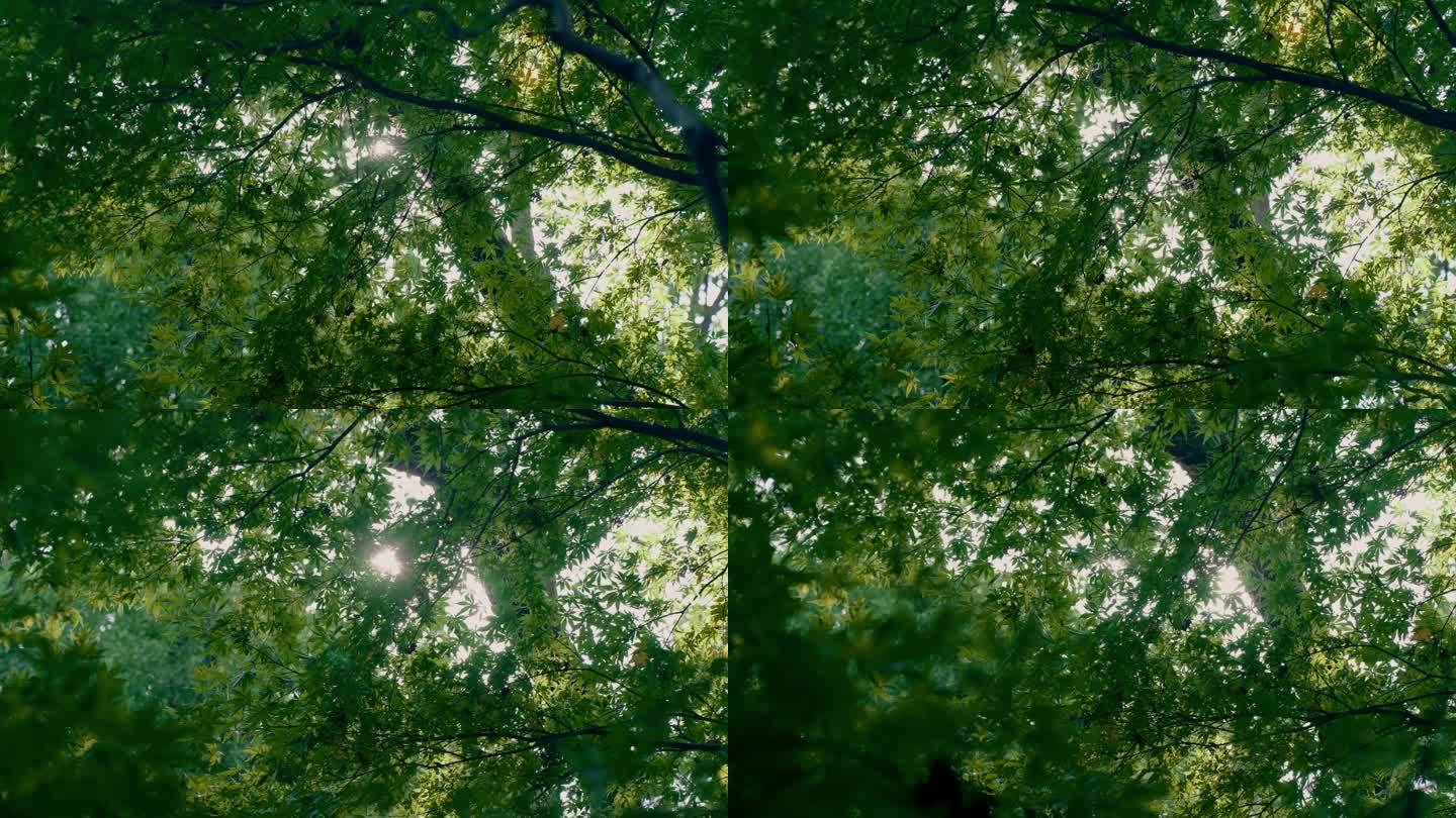 绿树 光影 唯美空镜头