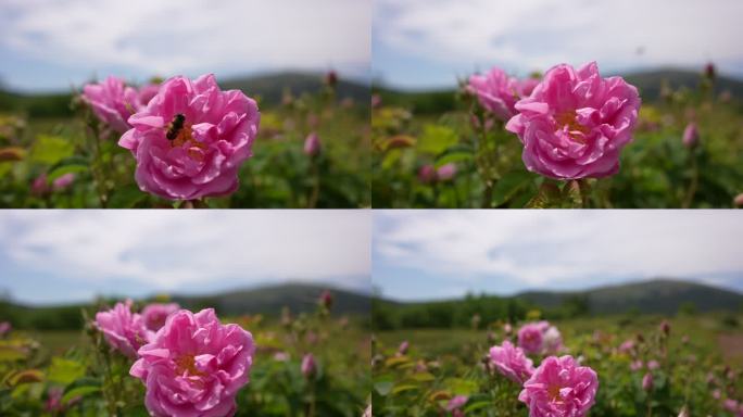 蜜蜂从玫瑰中采蜜的特写镜头