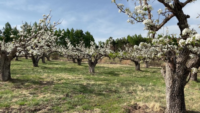 春天的苹果梨园春天开花苹果梨园果树园
