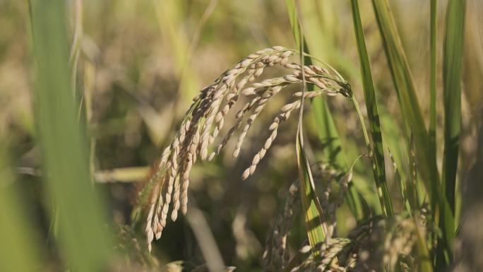 成熟的水稻稻穗