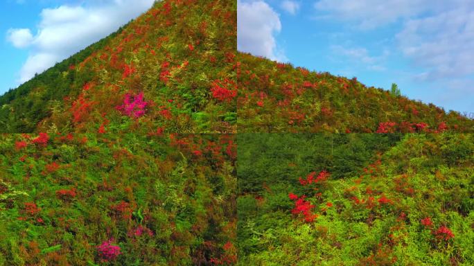 航拍山岗上的杜鹃花4K